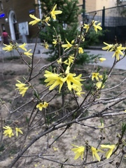 Forsythia