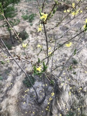 Forsythia