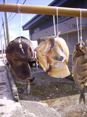Acanthurus japonicus