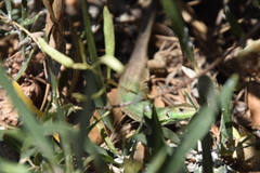 Podarcis siculus
