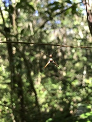 Micrathena militaris