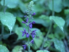 Stachys sylvatica