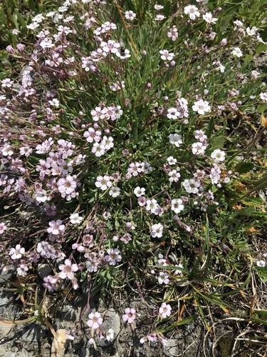Creeping Baby's-breath
