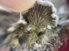 Schizophyllum commune