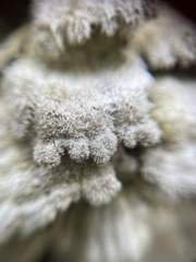 Schizophyllum commune