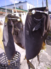 Acanthurus japonicus