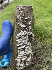 Schizophyllum commune