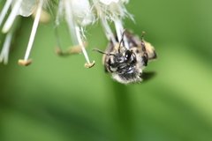 Andrena geranii