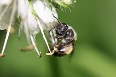 Andrena geranii
