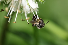 Andrena geranii