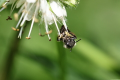 Andrena geranii