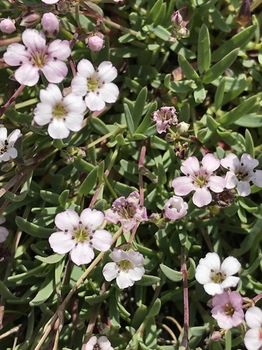 Creeping Baby's-breath