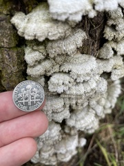 Schizophyllum commune