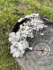 Schizophyllum commune