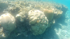 Porites