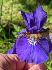 Iris sanguinea