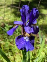 Iris sanguinea