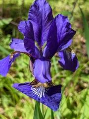 Iris sanguinea