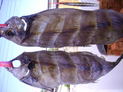 Chlorurus