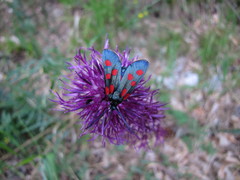 Zygaena angelicae