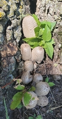 Coprinopsis strossmayeri