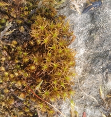 Vinealobryum