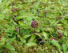 Prunella vulgaris