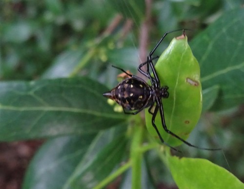 Blackspot Vlei Spider