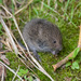 Microtine Voles - Photo (c) James Beissel, some rights reserved (CC BY-NC), uploaded by James Beissel