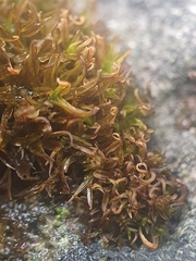 Didymodon sinuosus