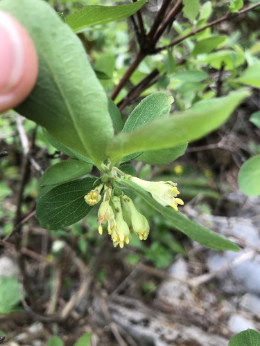 Sweetberry Honeysuckle