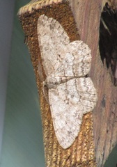 Hypomecis punctinalis