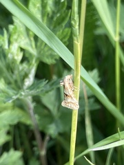 Cochylimorpha straminea