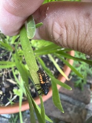 Harmonia axyridis