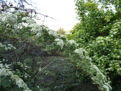 Spiraea trichocarpa