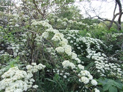 Spiraea trichocarpa