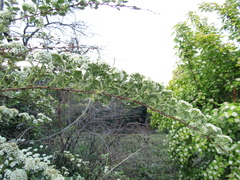 Spiraea trichocarpa