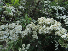 Spiraea trichocarpa