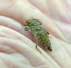 Hylogomphus geminatus