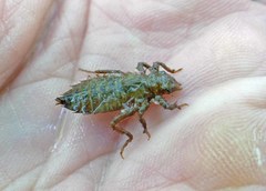 Hylogomphus geminatus