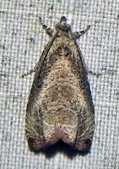 Olethreutes corylana