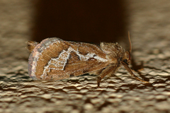 Eudalaca