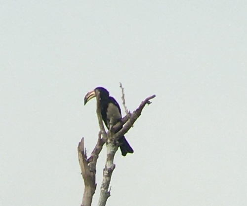 West African Pied Hornbill