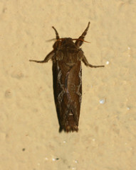 Eudalaca