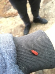 Dictyoptera