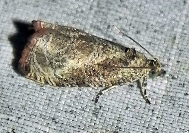Hazel Olethreutes