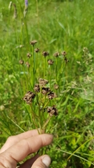 Microbotryum scorzonerae