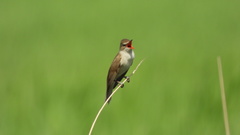 Acrocephalus arundinaceus