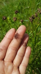 Microbotryum scorzonerae