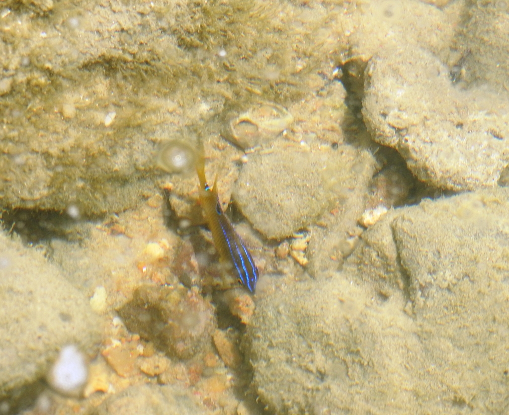 Brazilian Cocoa Damselfish